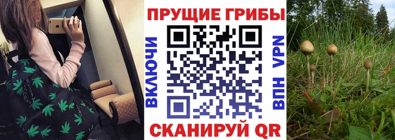 Псилоцибиновые грибы Psilocybe Северск